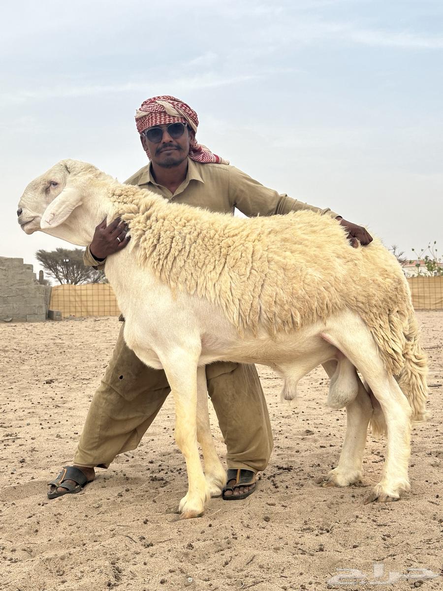 صنف صنف64405527323523110