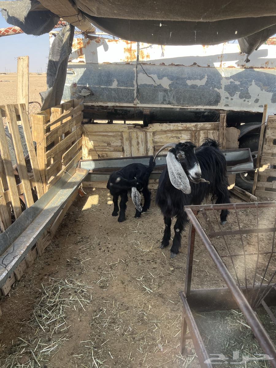 Goat with desirable traits64406457923075113