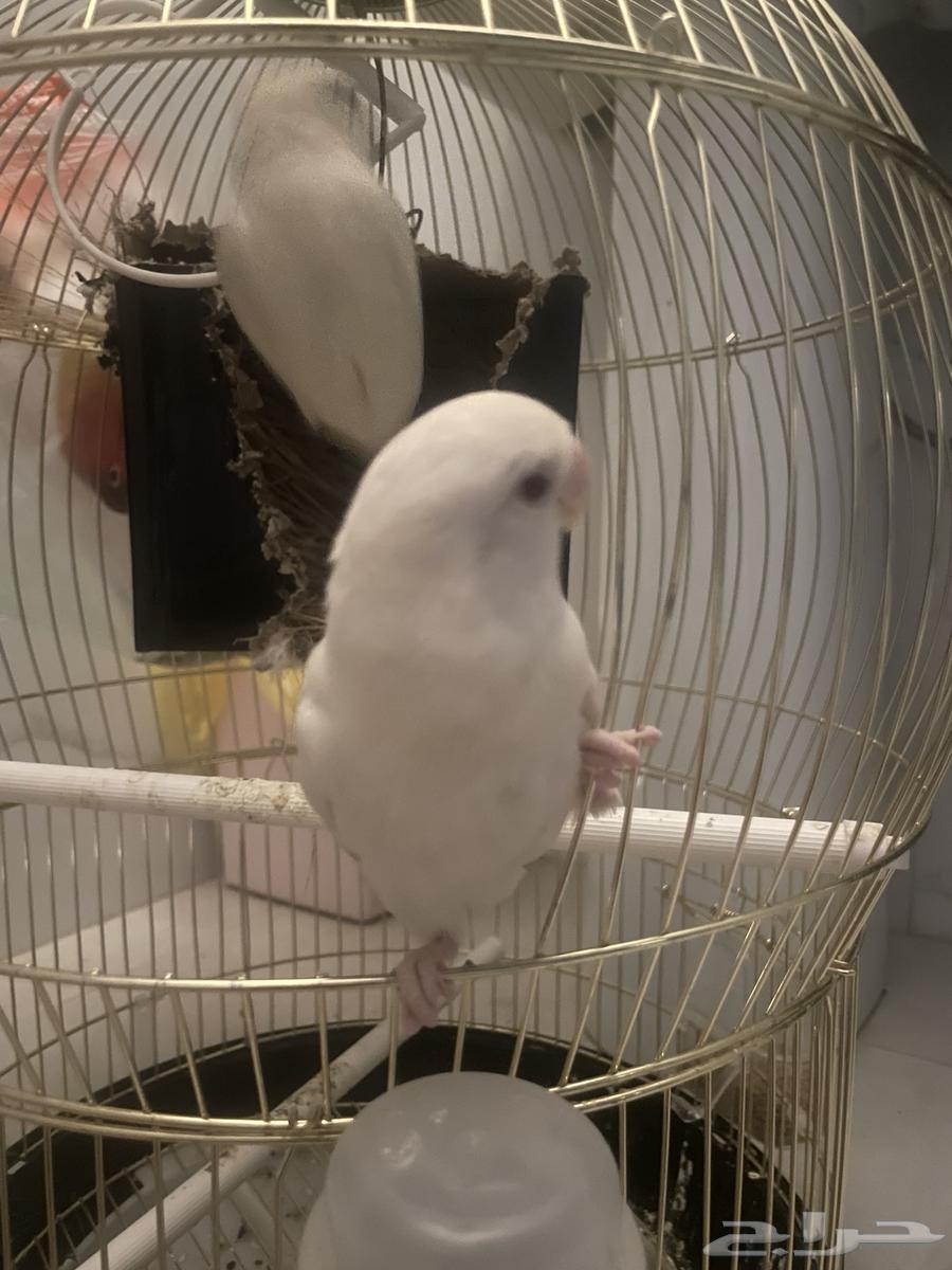 Daily Birds64405596818562111