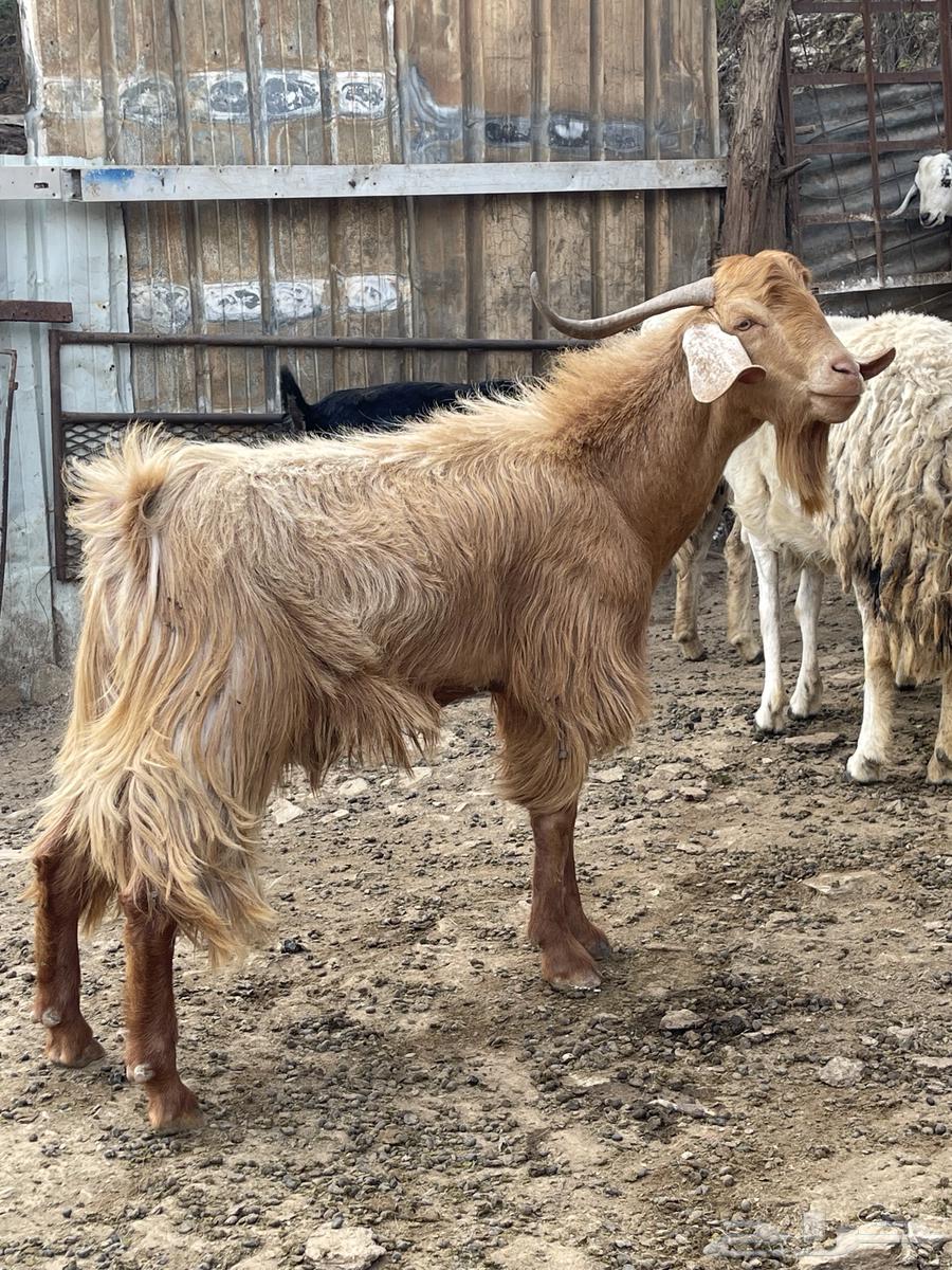 تيس فحل للبيع او البدل ب عنز عارضيه او مصريه64406444111363110