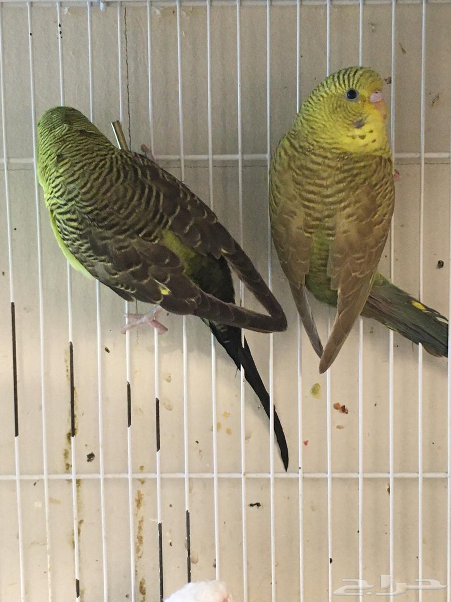 تم البيع64408694912386114