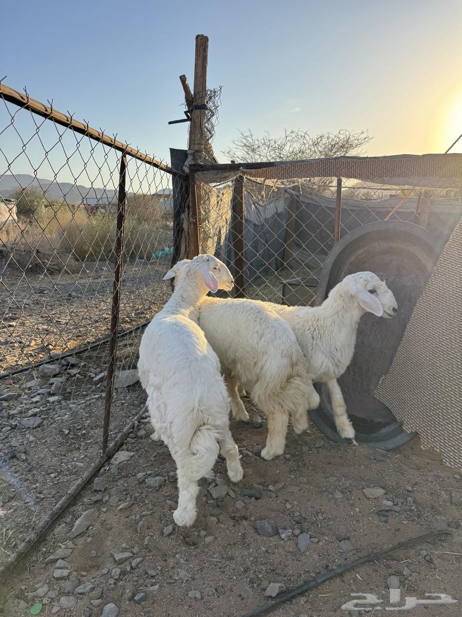 For sale wild lambs, wild slaughtered sheep, 7 months old64410921011843111