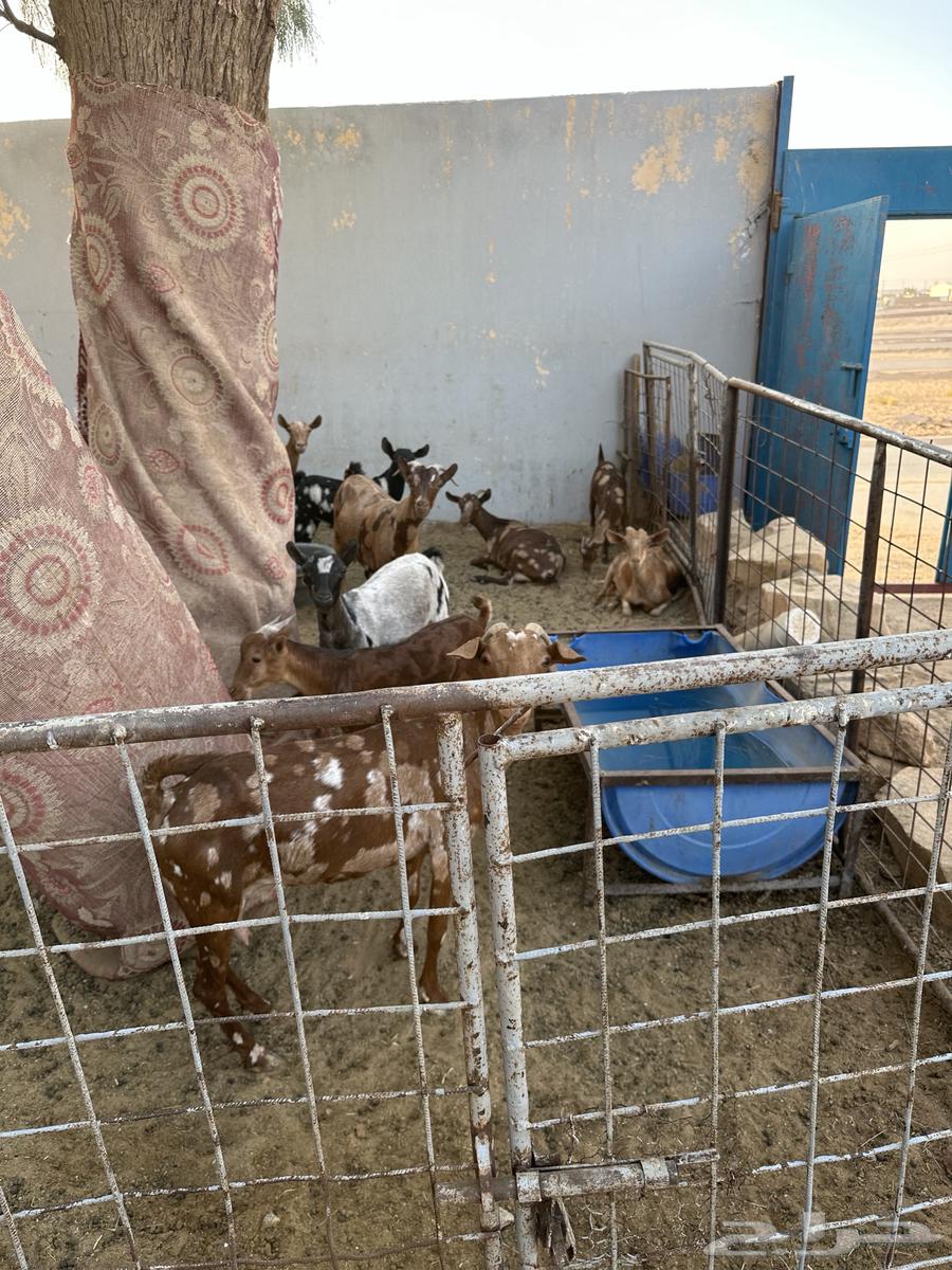 ماعد جنوبي ابرق64410102035459111