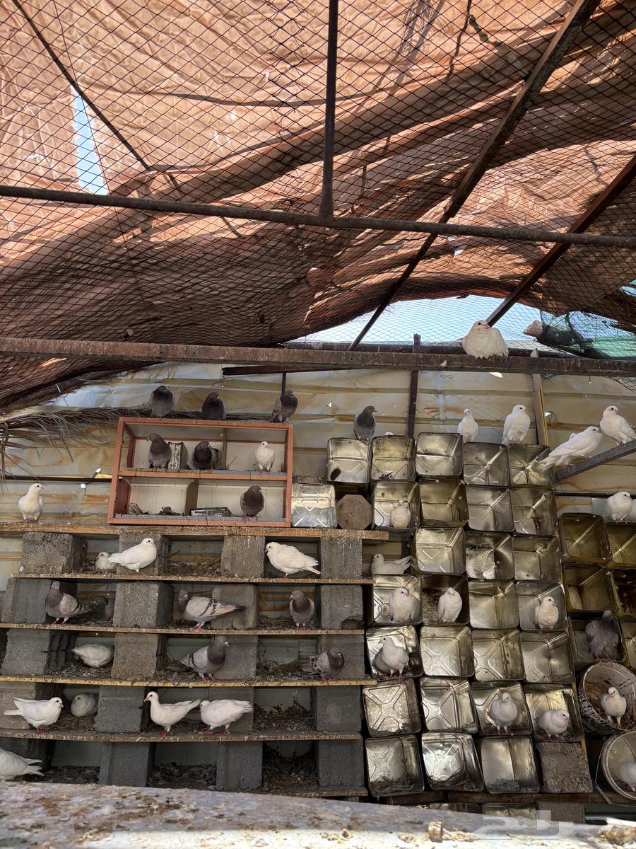 حمام فرنسي سلفر وابيض للبيع جمله وتفريد64408947522819110