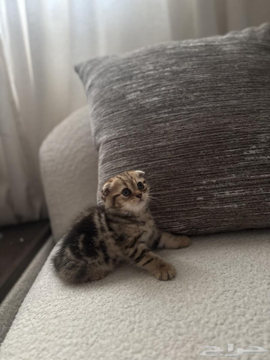 بسه سكوتش فولد للبيع64411888619010112