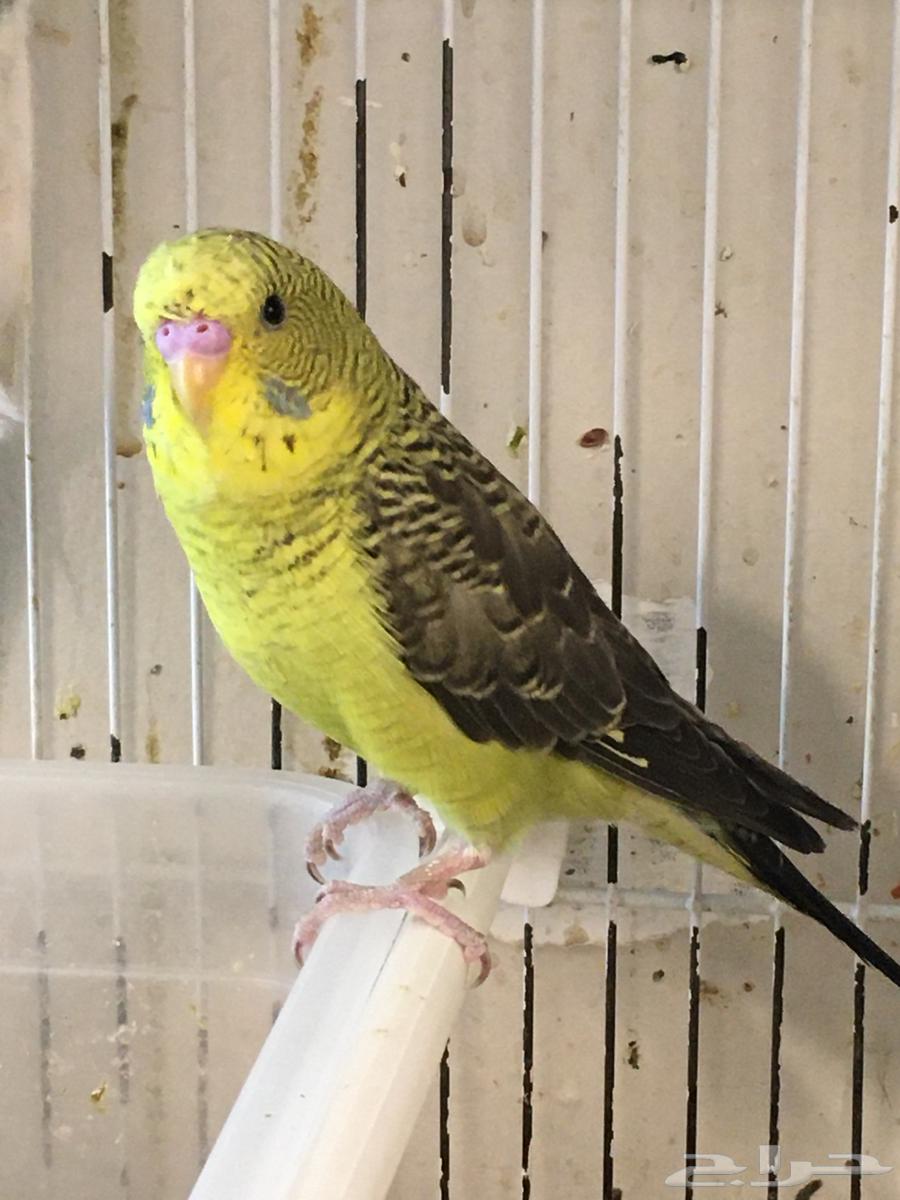 تم البيع64408694912386112