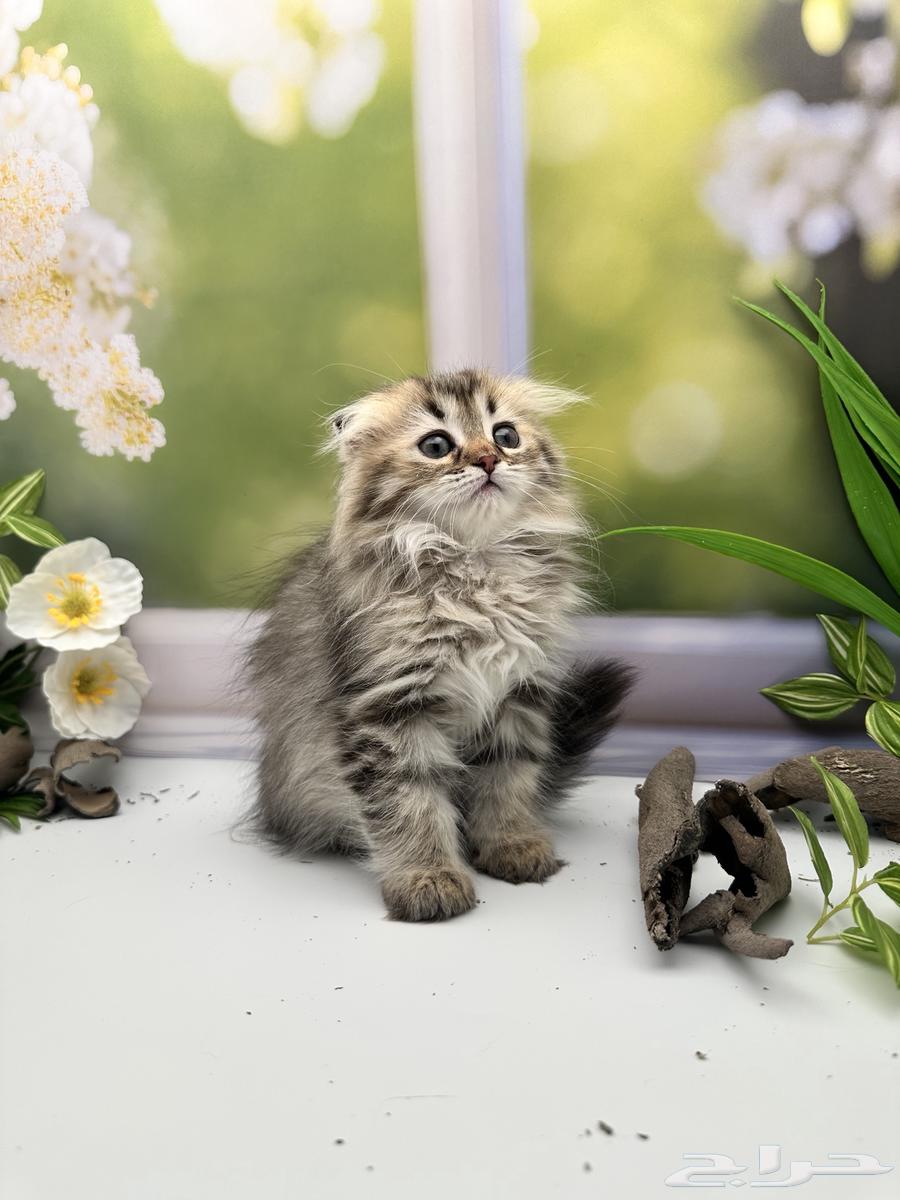 سكوتش فولد لونق هير - انثى64410737597955113