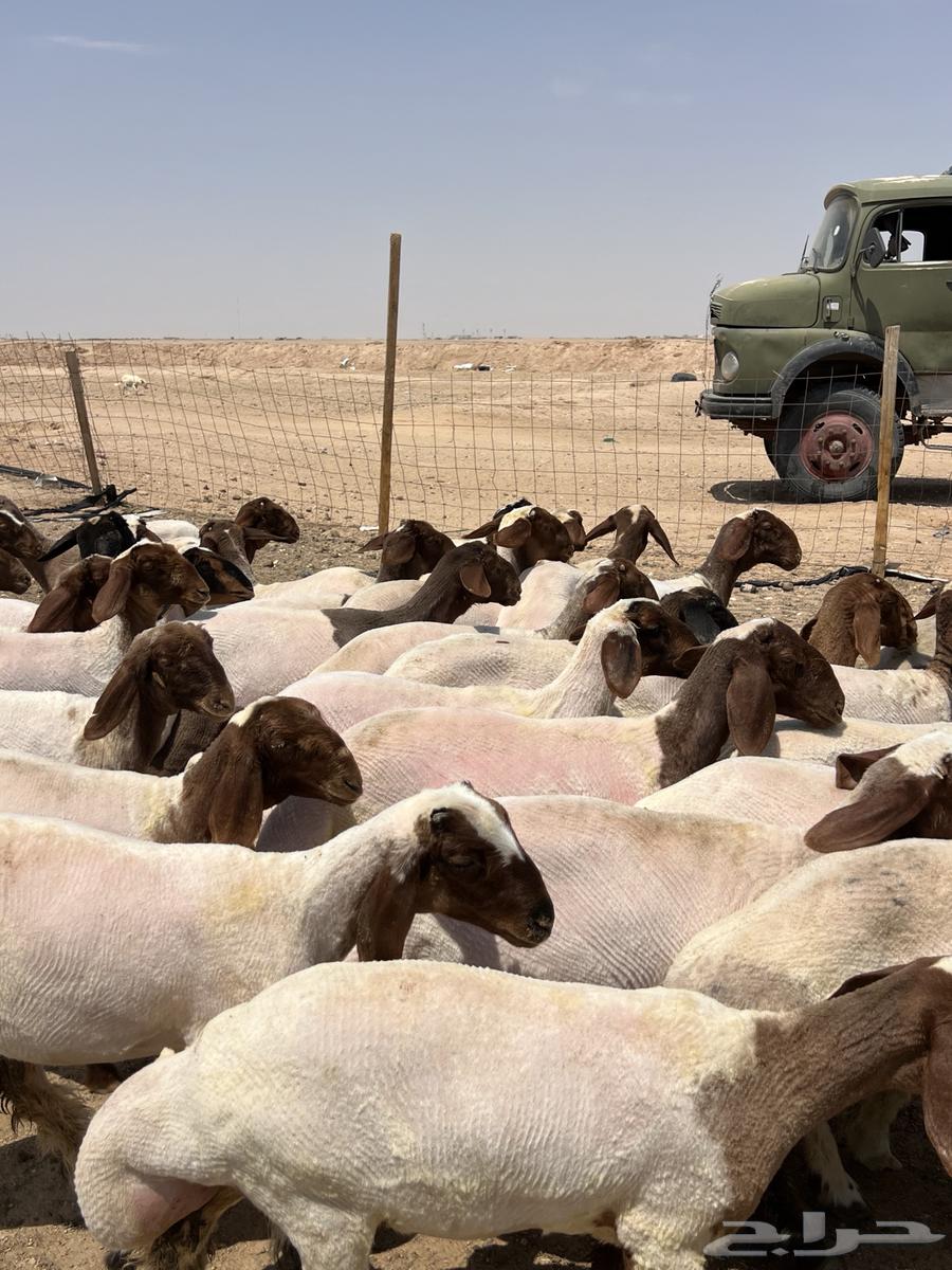 تم البيع64411094910593111