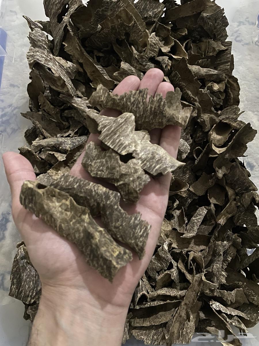 عود فيتنامي طبيعي64411661341826114