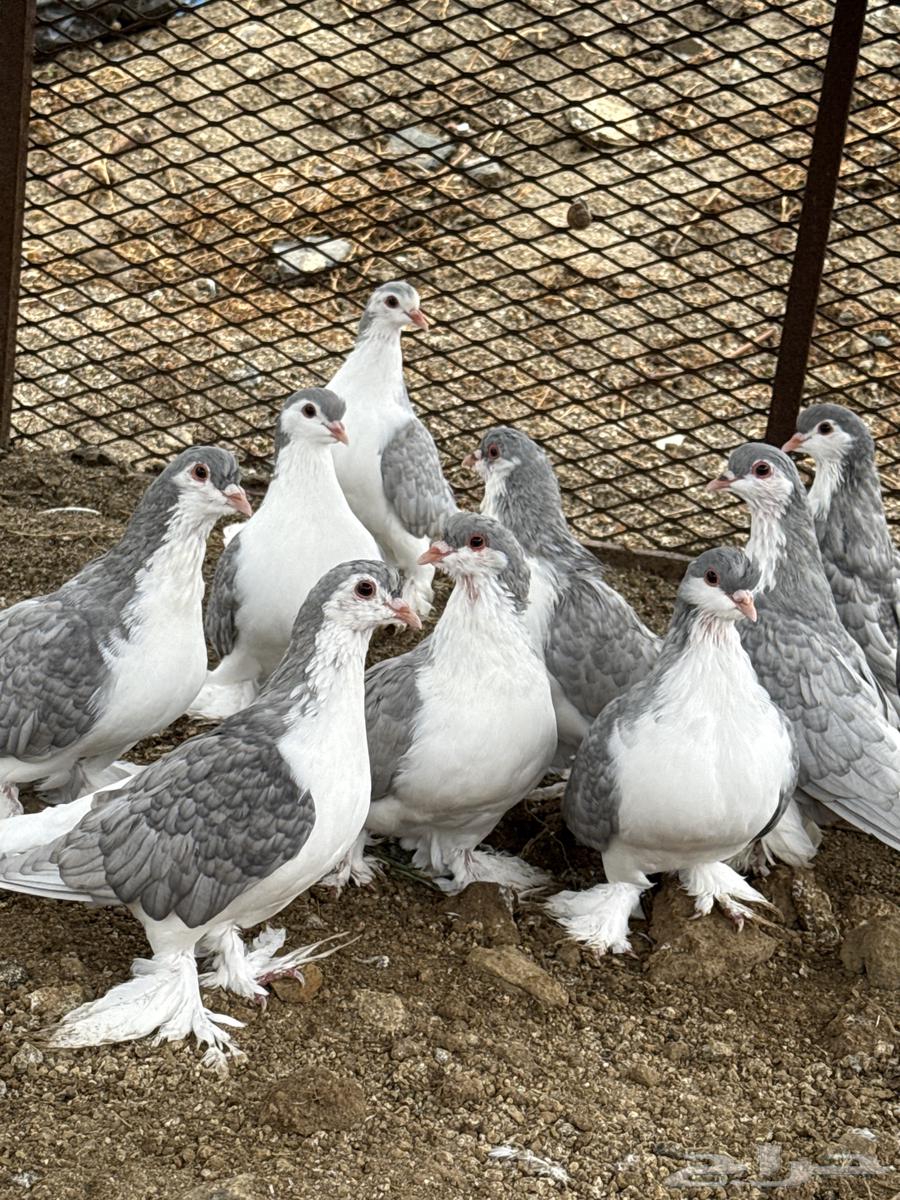 بلجرشي64408510897794110