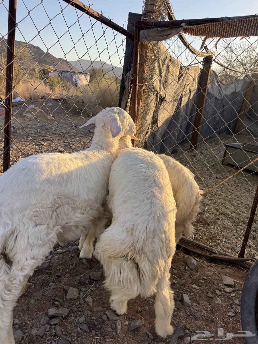 For sale wild lambs, wild slaughtered sheep, 7 months old64410921011843112