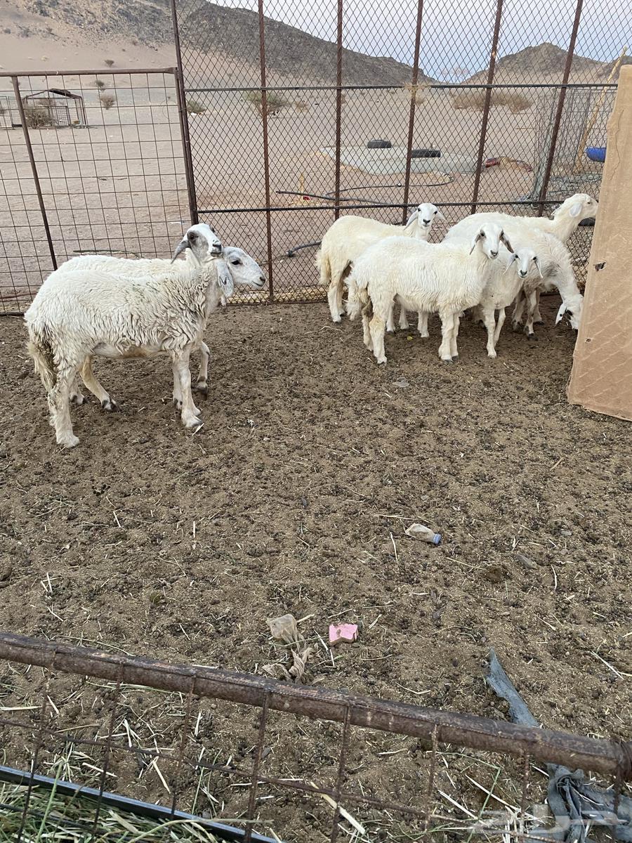 رخال مقنوي العد 7 الموقع الحناكيه تم البيع تم البيع64410130118531111