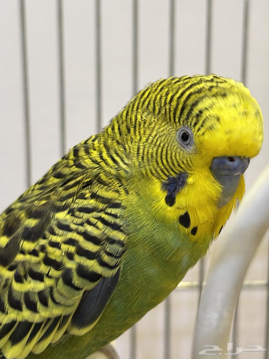 زوج بادجي (ذكر وأنثى) مع القفص للبيع64411460281218111