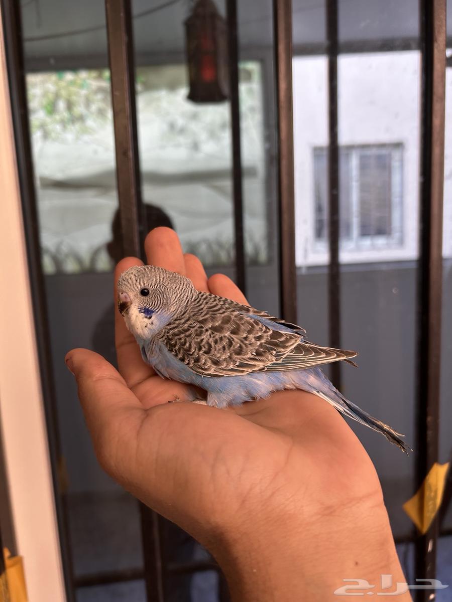 فروخ باجي غر بلاك فيس64410116325379110