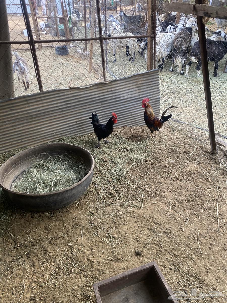 ديكه64411338210305114