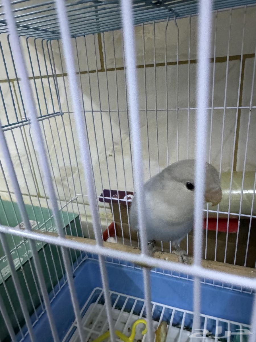 Tayr Roz64411942354562110