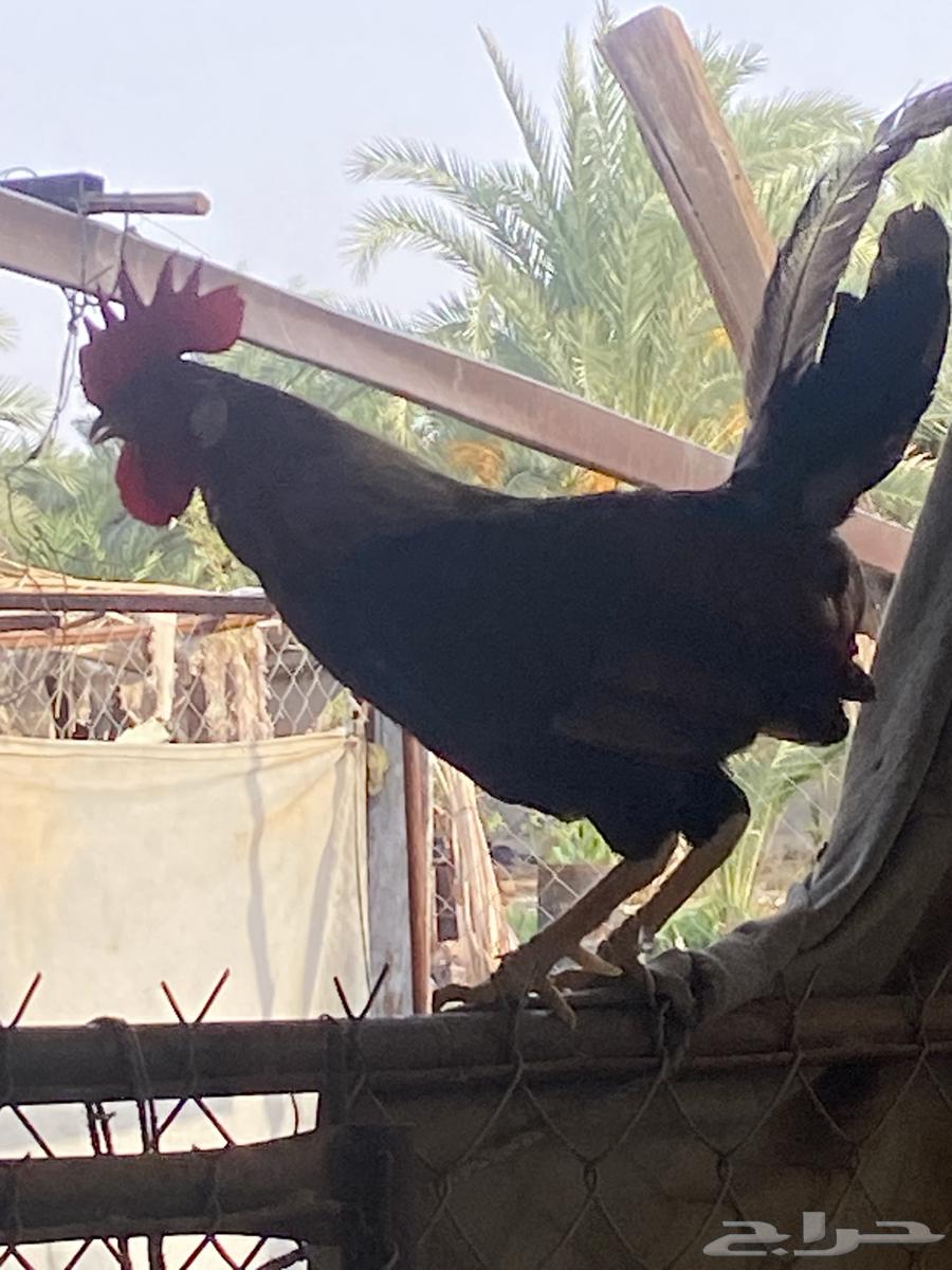 ديكه64411338210305110