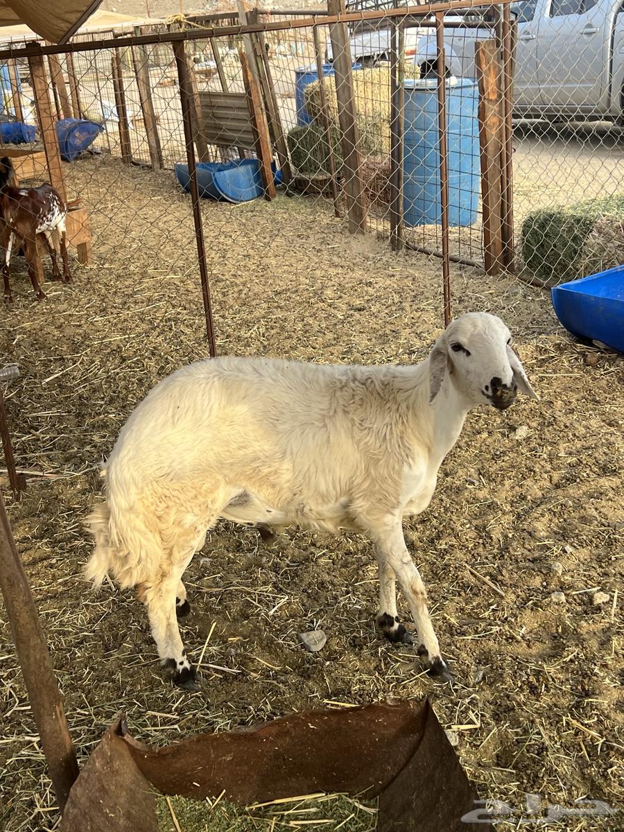 طلى شحم ( تم البيع )64406765143042110