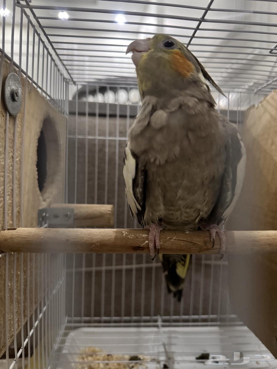 كروان تم البيع64410018292227112