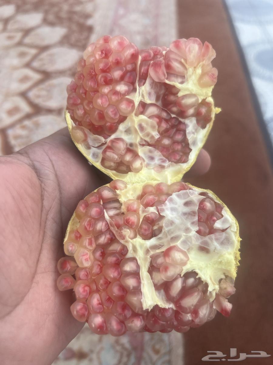 رمان للبيع64409533512578111