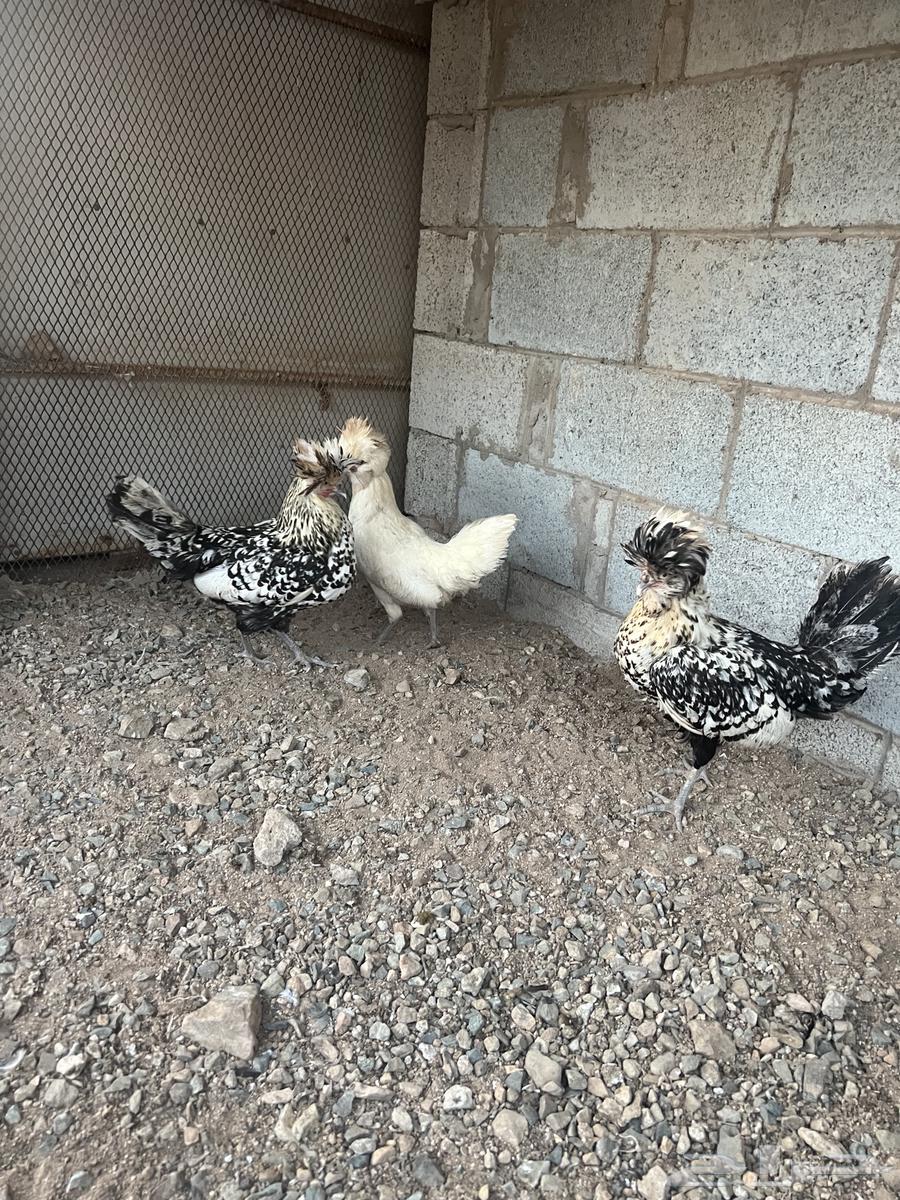 دجاج بولش (تم البيع)64409921077251112