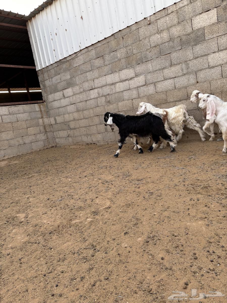 للبيع تيوس طيبه وسمينة الموقع صلبوخ64406207151873114