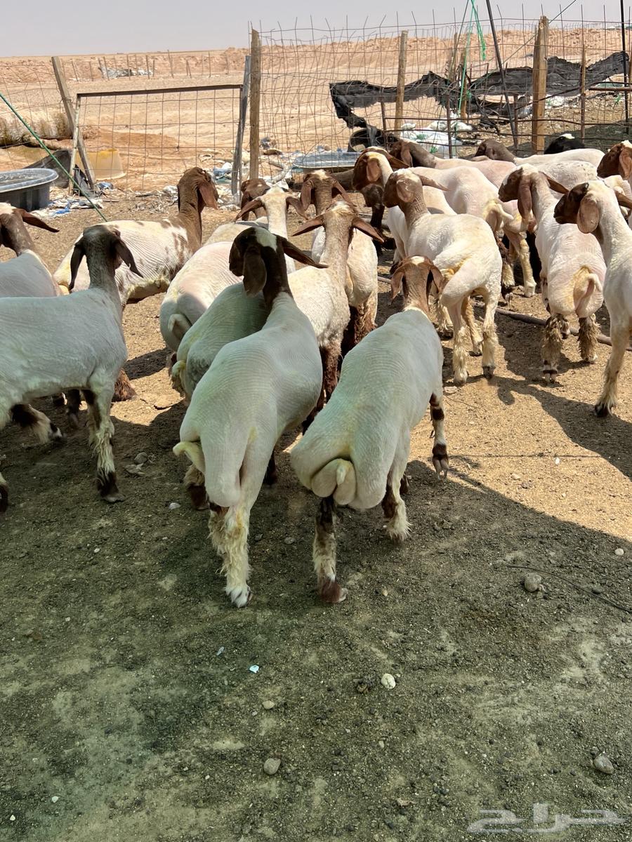 تم البيع64411094910593110