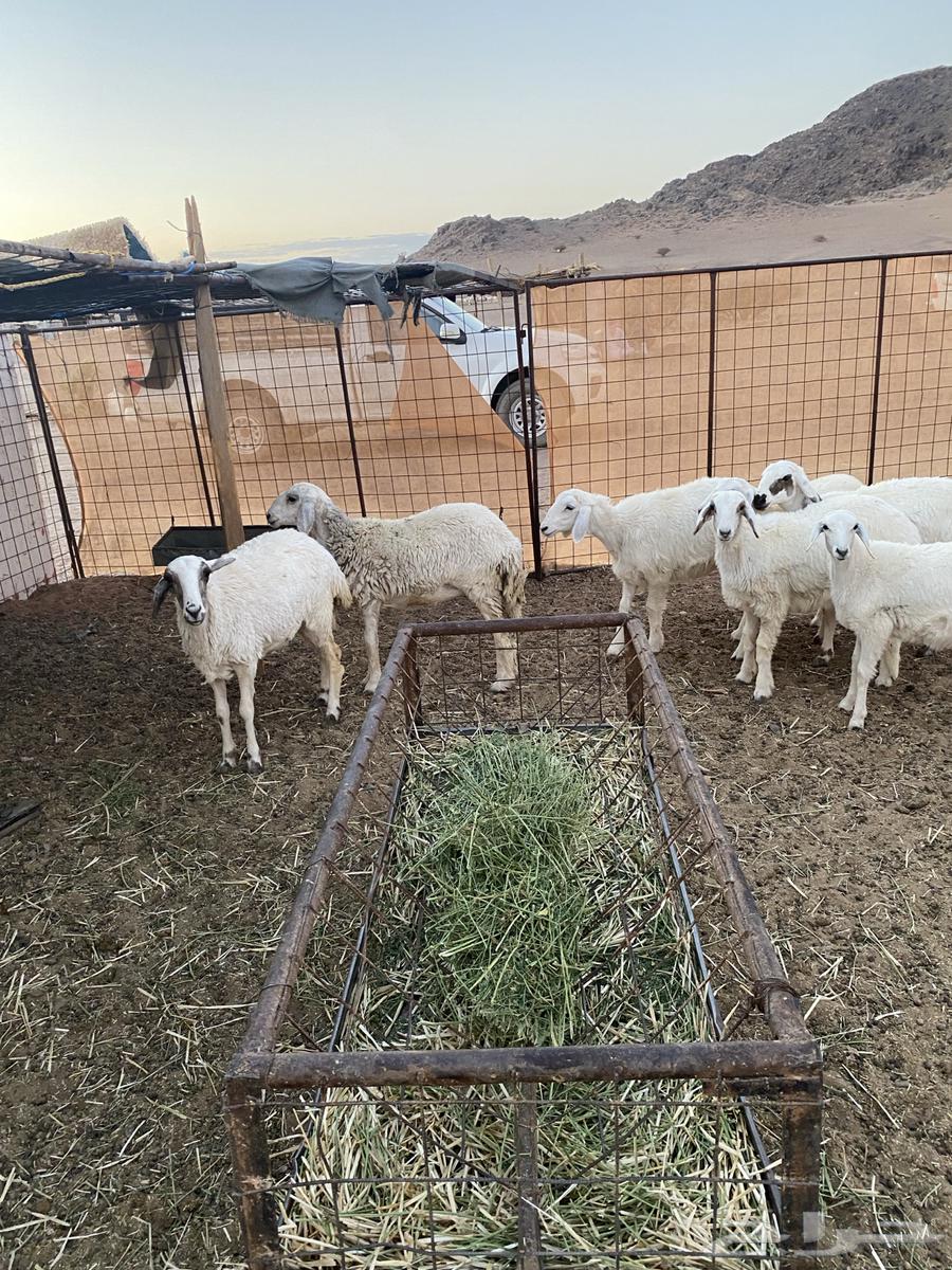 رخال مقنوي العد 7 الموقع الحناكيه تم البيع تم البيع64410130118531110