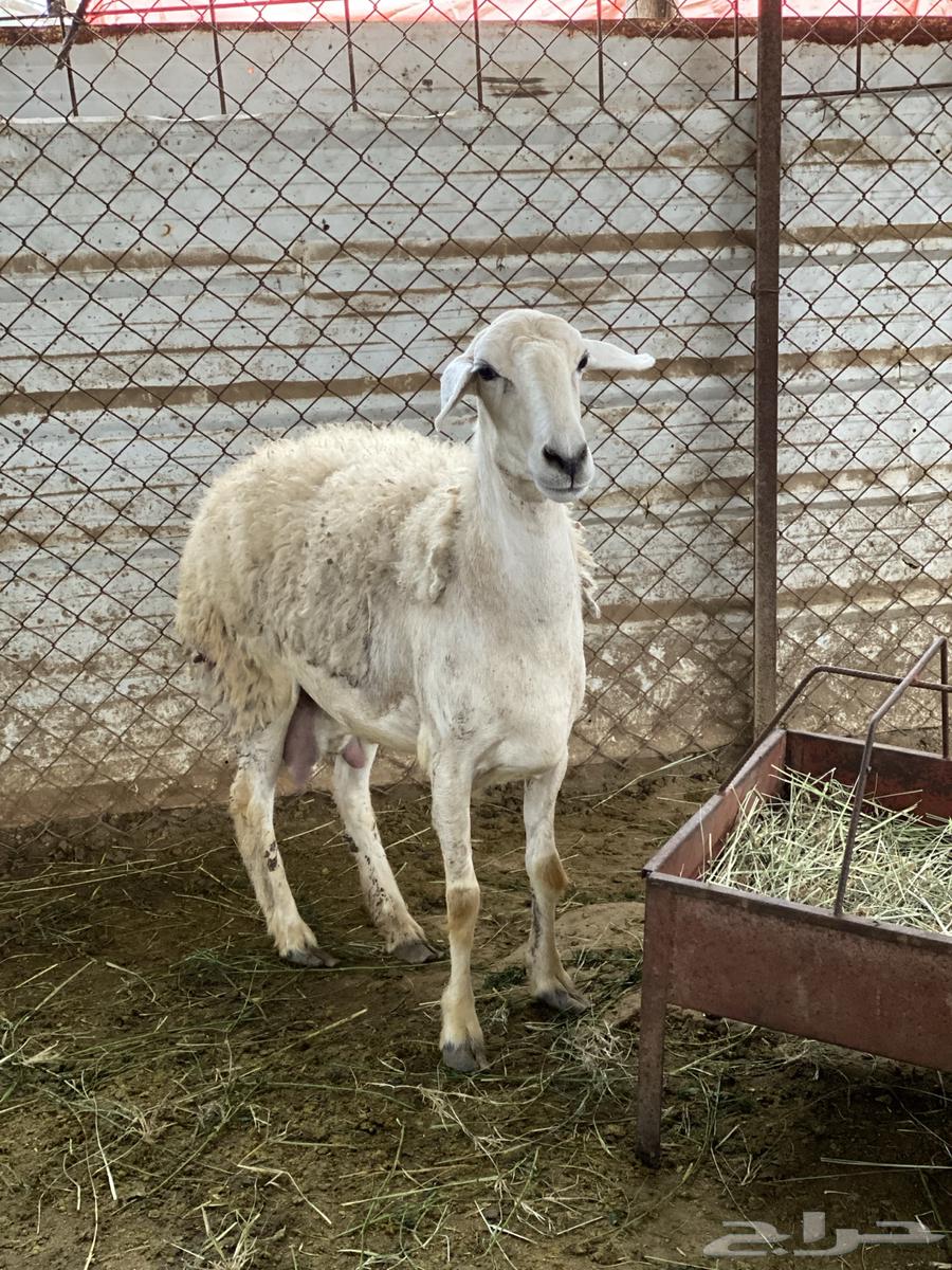 شاه حرشى ( بلجرشي )64405042597633110