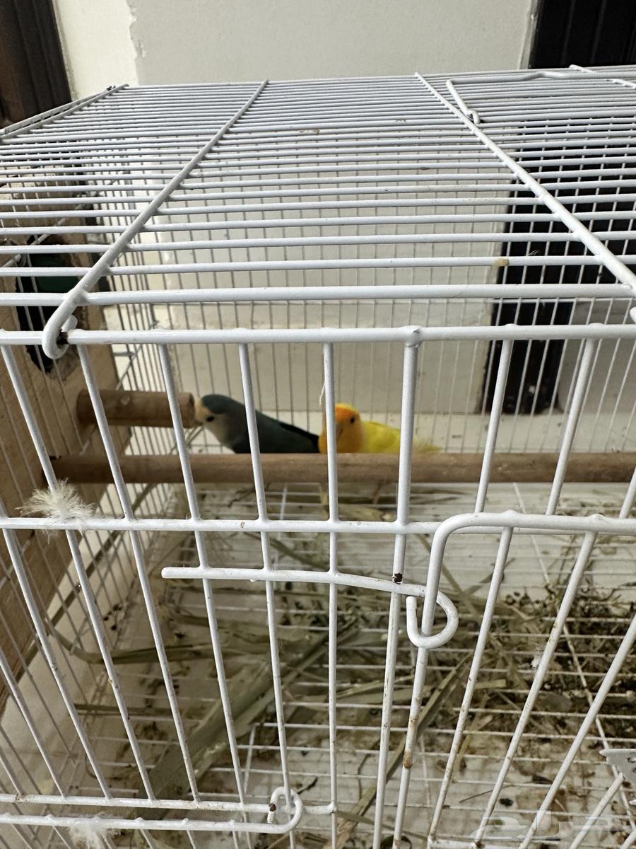 طيور للبيع64408975265281112