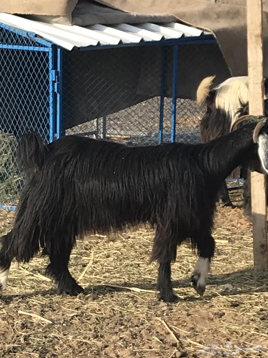 معزا عوارض فاخرة64407993466497112