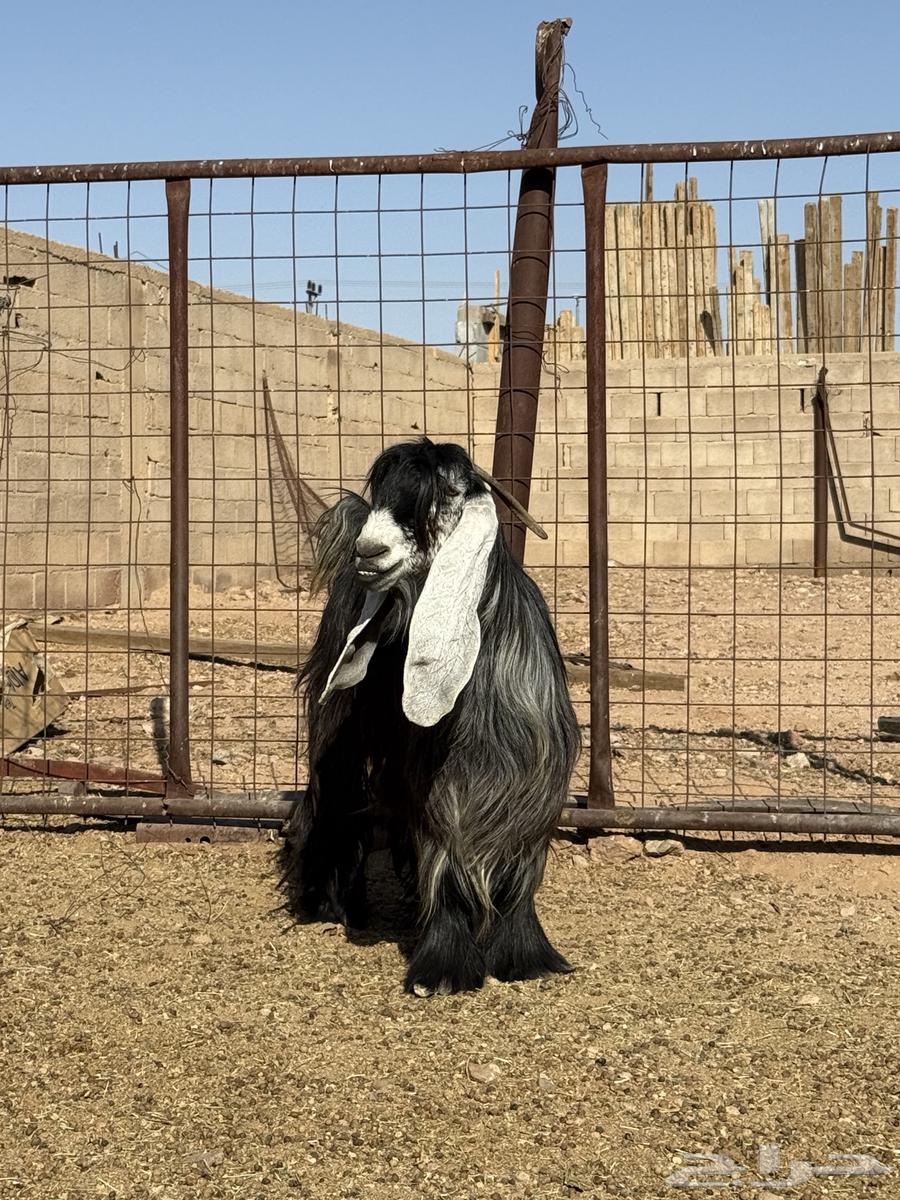 للبيع عنز عارضيه صننف ماشاءالله64409129764609112