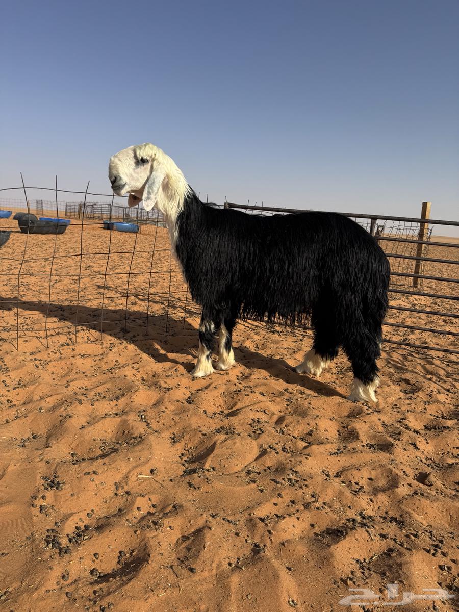 فحل جذع مشروط64409643681282113