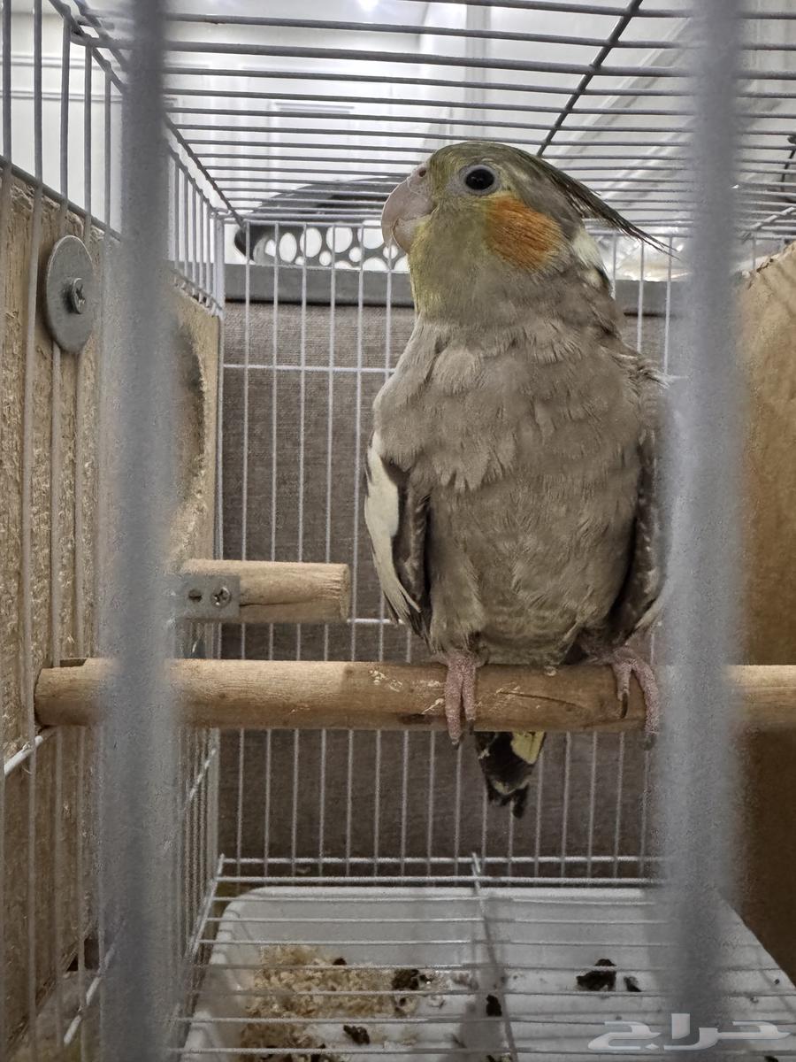 كروان تم البيع64410018292227111