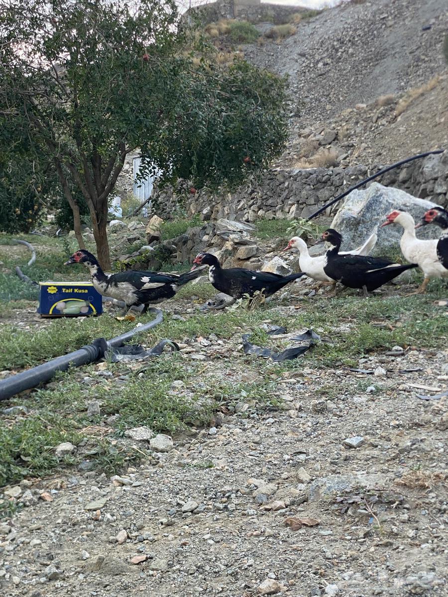 بط بلدي مشروط64408216434691114