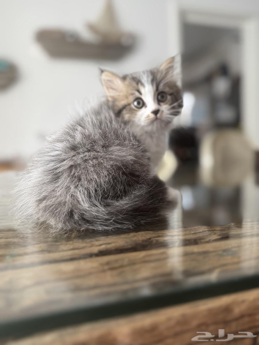 قطط شيرازي مستوى عالي64405376268546113