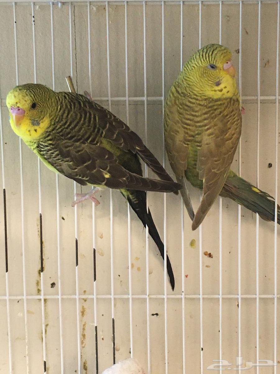 تم البيع64408694912386110