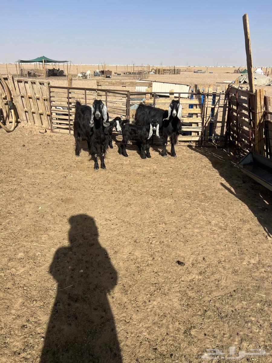 Goat with desirable traits64406457923075110