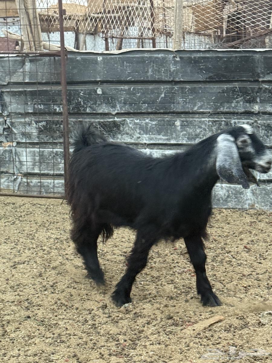 تيس للبيع64409324709761112