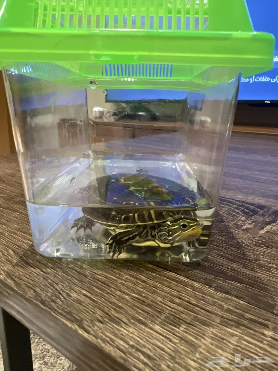 سلاحف للبيع64409921107714111