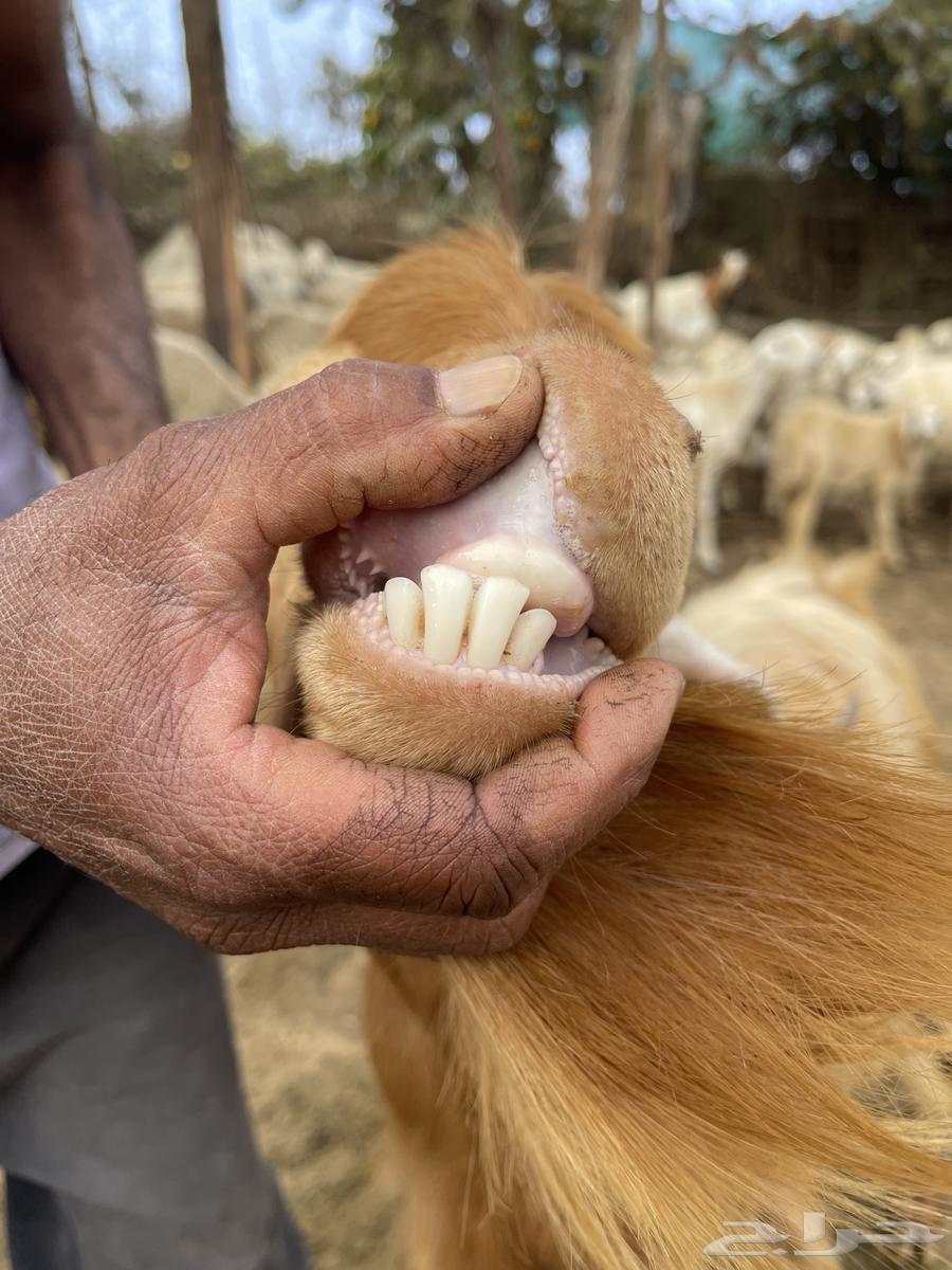 تيس فحل للبيع او البدل ب عنز عارضيه او مصريه64406444111363114