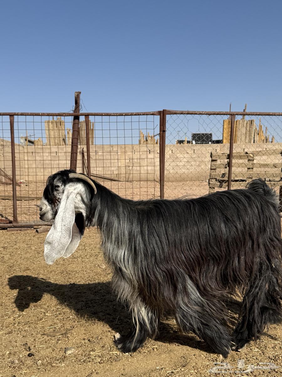 للبيع عنز عارضيه صننف ماشاءالله64409129764609113