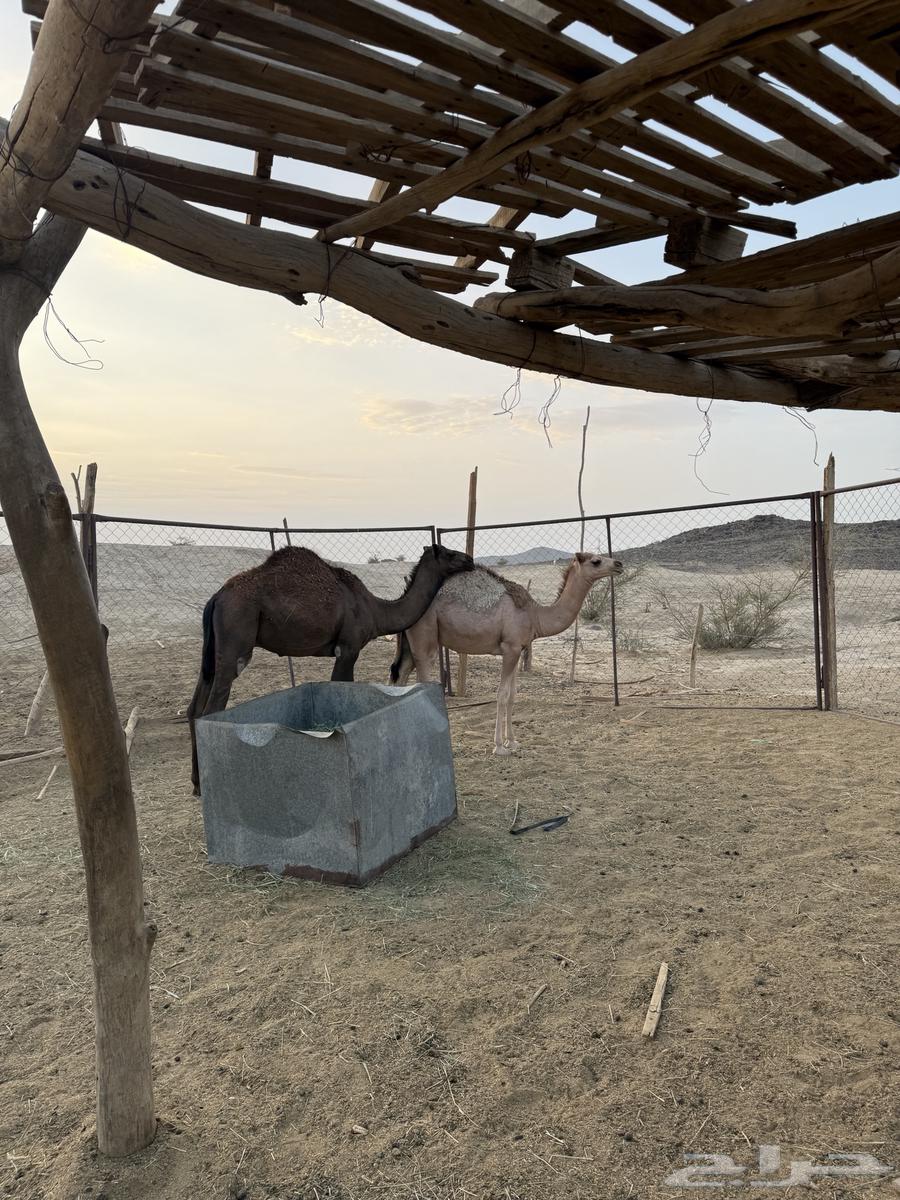 ابل64410032197889110