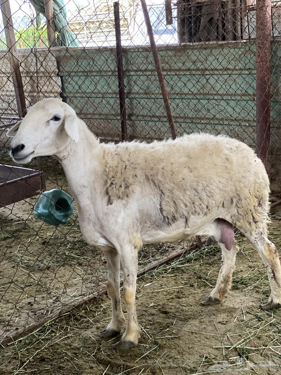 شاه حرشى ( بلجرشي )64405042597633111