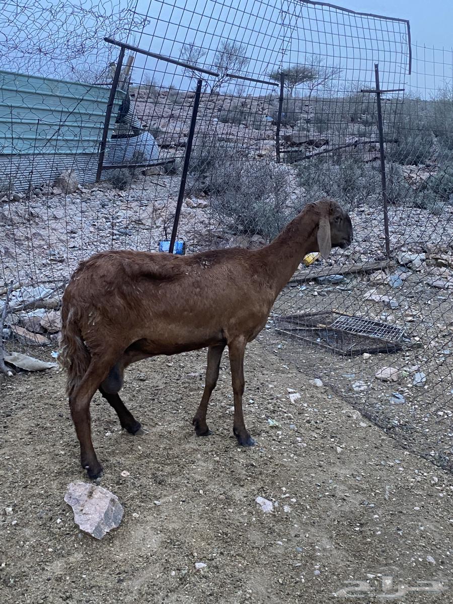 غنم للبيع64405111059715114