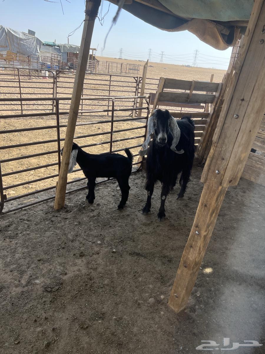 Goat with desirable traits64406457923075114