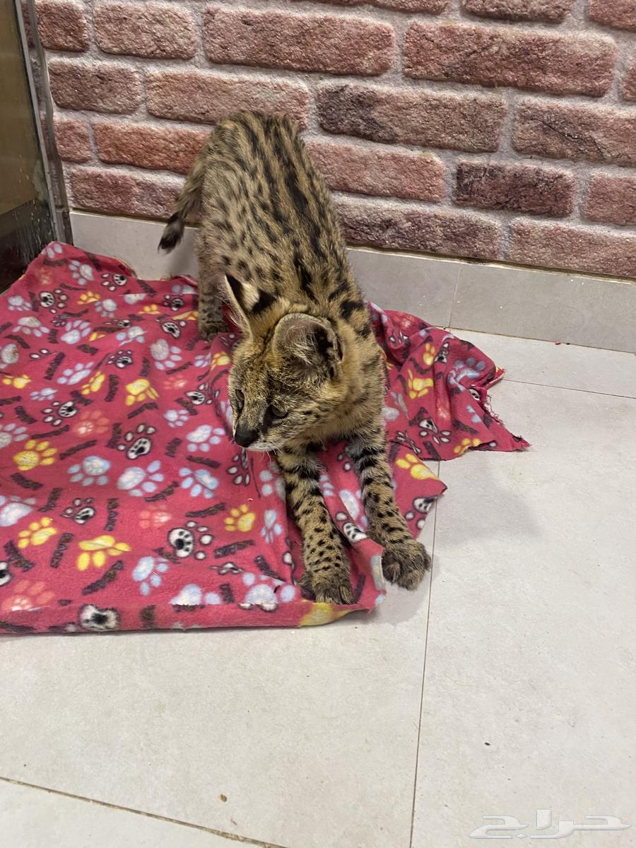 حيوانات قط السيرفال النادر64409324669571111