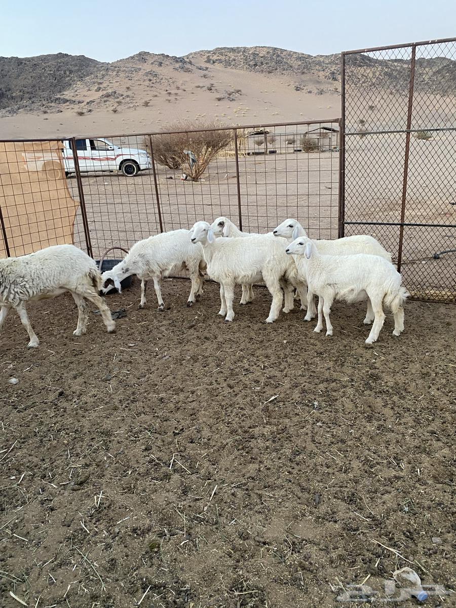 رخال مقنوي العد 7 الموقع الحناكيه تم البيع تم البيع64410130118531113