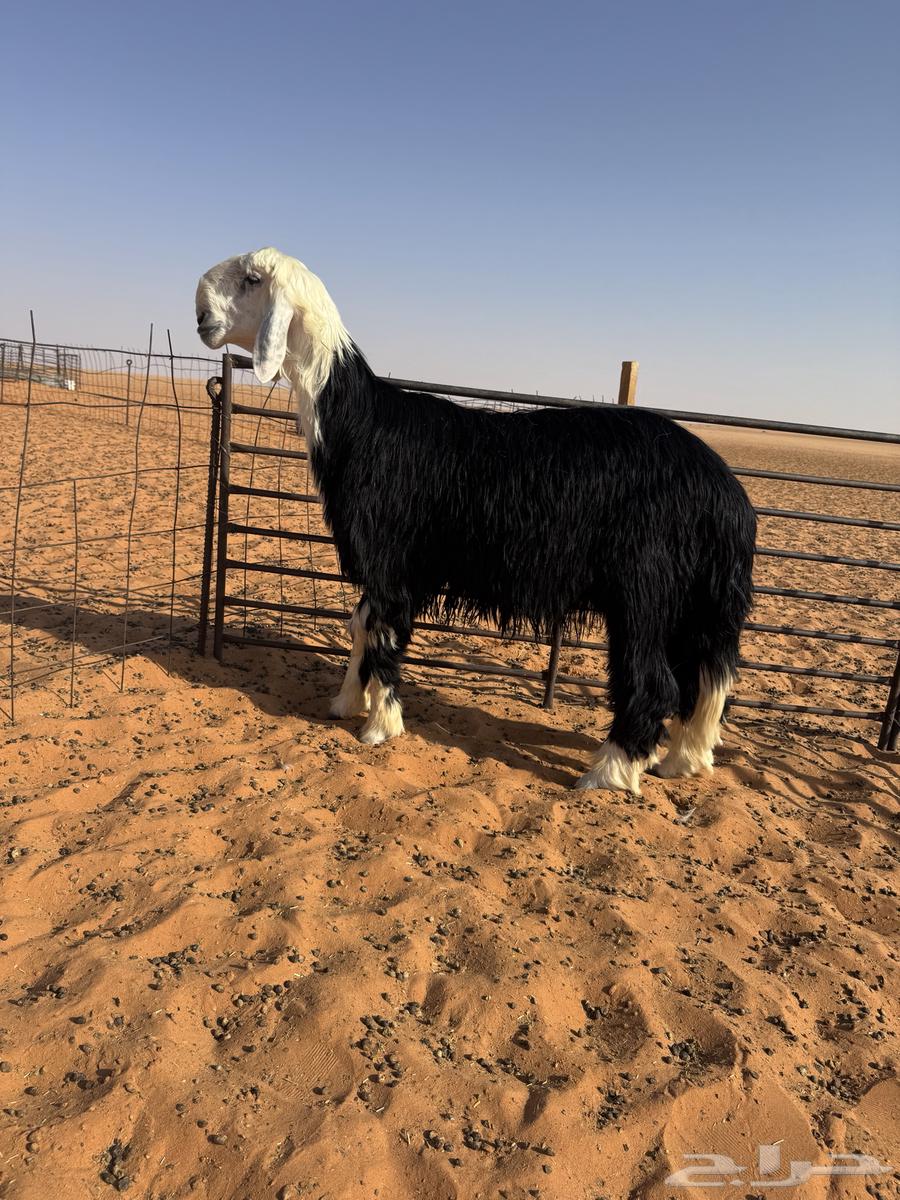 فحل جذع مشروط64409643681282110