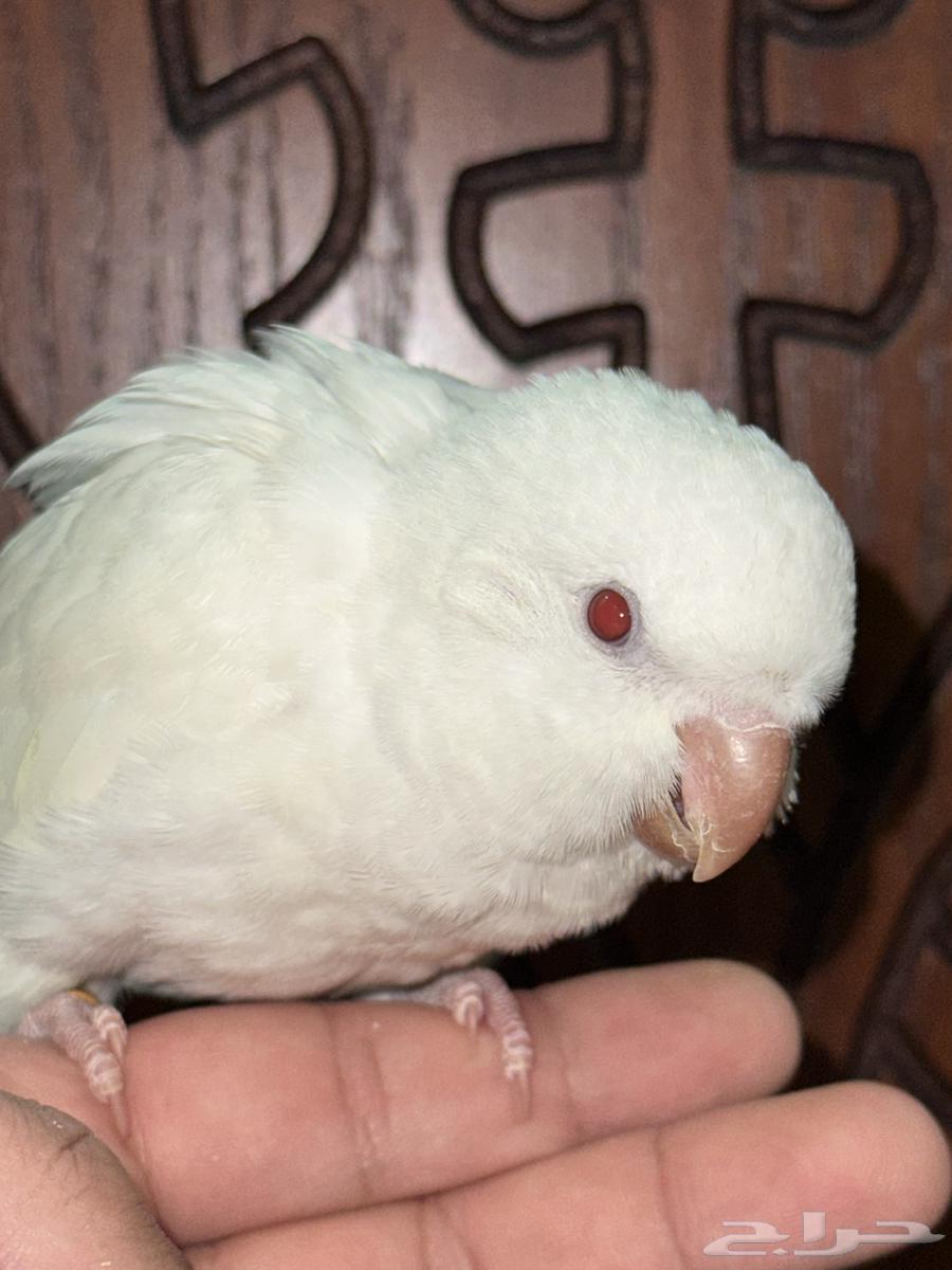 كويكر ألبينو تم البيع64406583851907114